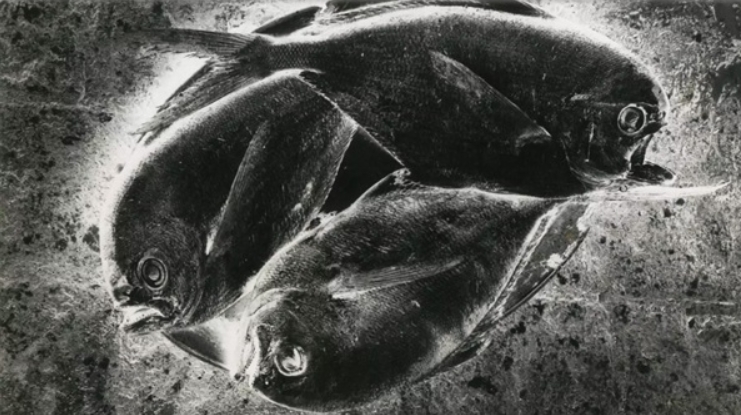 poissons-dieuzaide.jpg