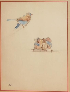 oiseaux-nivard-andre.jpg